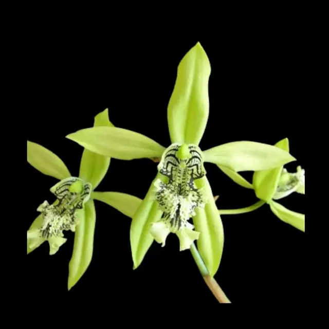 Coelogyne mayeriana (Coelogyne)