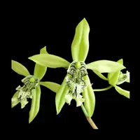 Coelogyne mayeriana
