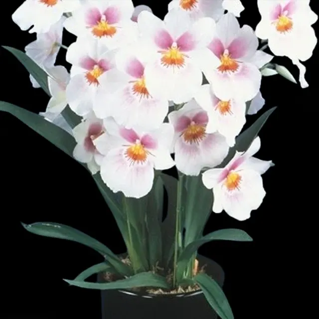 Miltonia Angel Heart