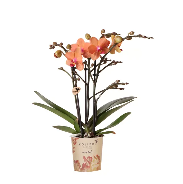 Phalaenopsis Bolzano (Phalaenopsis)