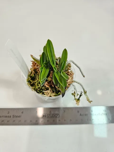 Vanda falcata 'TAMAKONGOU'