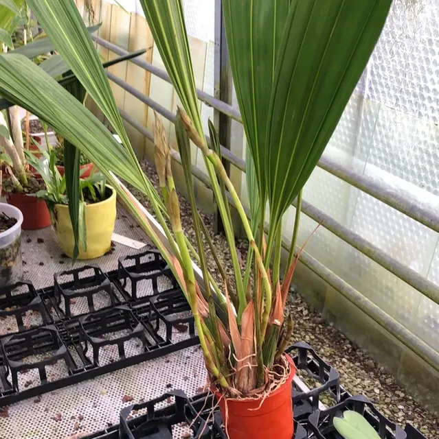 Xylobium pallidiflorum
