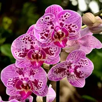 Phalaenopsis Parade — fara flori - ghiveci 12 cm