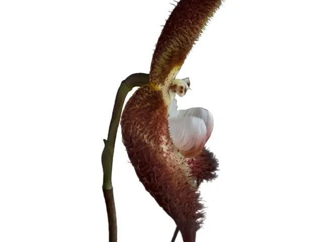 Dracula terborchii (Dracula)