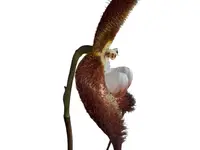 Dracula terborchii