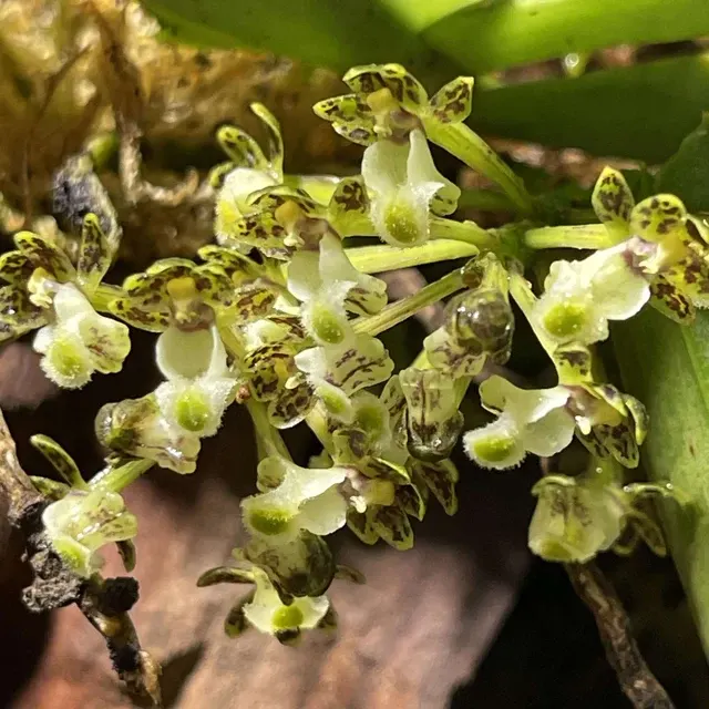 Gastrochilus platycalcaratus (Gastrochilus)