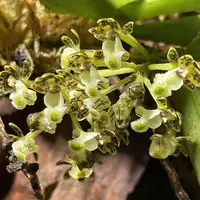 Gastrochilus platycalcaratus