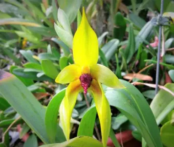 Bulbophyllum carunculatum