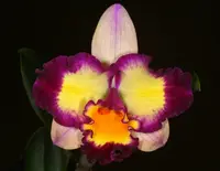 Rth. (Smiley Kiss X Rlc. Shin Shaing Diamond) NFS