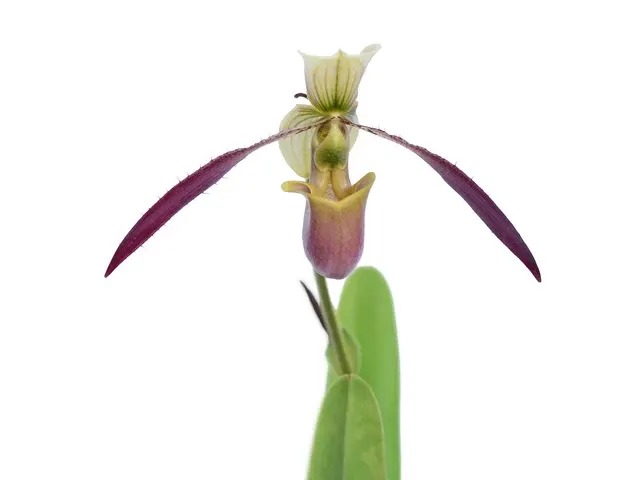 Paphiopedilum Apperley X (Paphiopedilum)