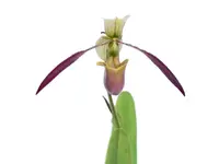 Paphiopedilum Apperley x (Paph. Saint Swithin x Paph. Michael Koopowitz)