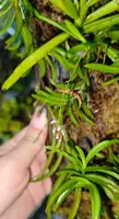 Schoenorchis gemmata