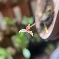 Bulbophyllum drymoda