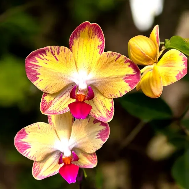 Phalaenopsis Papagayo 'S Rose X Phal. King Shiang'