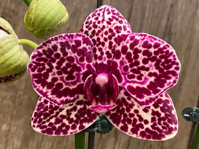 Phalaenopsis Fuller’s Black Leopard