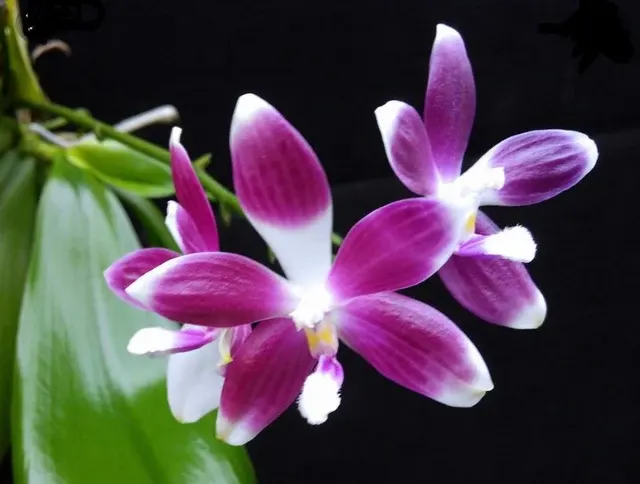 Phalaenopsis speciosa 'Super Purple' (Phalaenopsis)