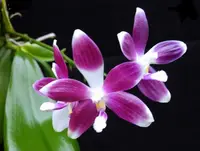 Phalaenopsis speciosa ‘Super Purple’