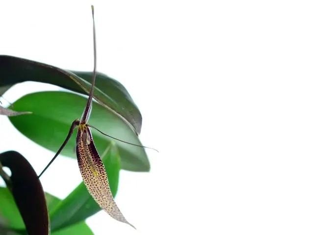 Restrepia dodsonii (Restrepia)