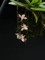 Stereochilus erinaceus