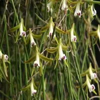 Dendrobium mortii sp.