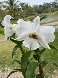 Dendrobium Sanderae Var. Luzonicum X Sib (Dendrobium)