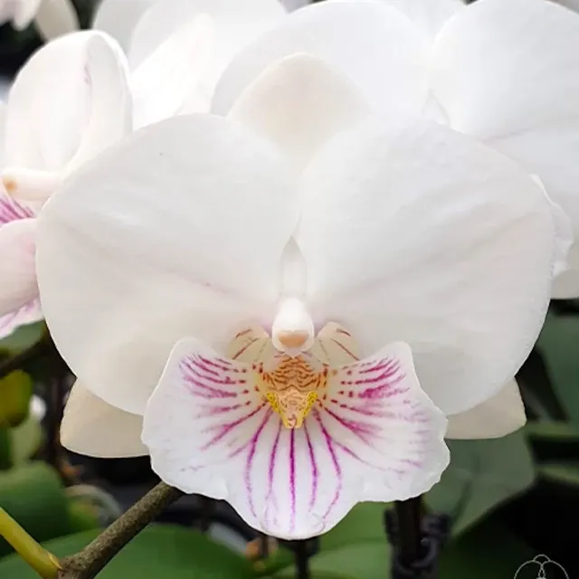 Phalaenopsis SOGO '5545'