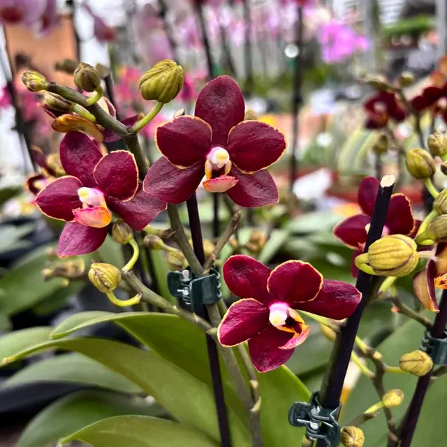 Phalaenopsis Sunrise Red Peoker