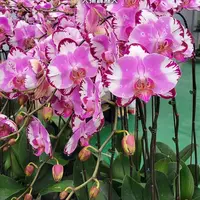 [Bare-root][Import AS-IS] #PA# Phal. Dai Yang Perak Fire 大揚霹靂火 [2.5" BS][Sept Preorder 26]