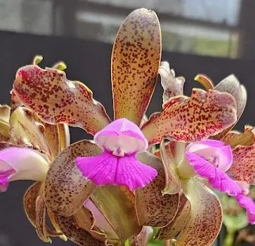 Cattleya leopoldii 'CARAMELO 4N'