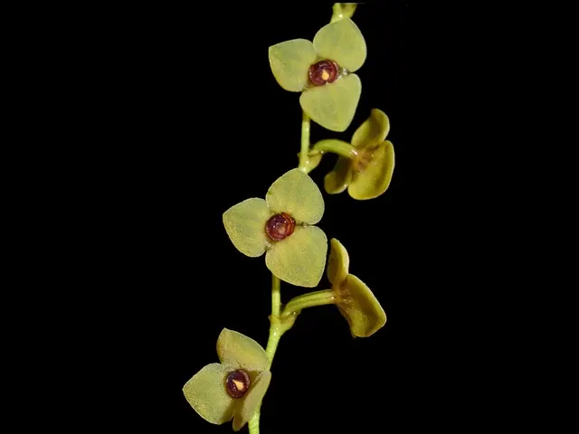 Stelis azuayensis (Stelis)