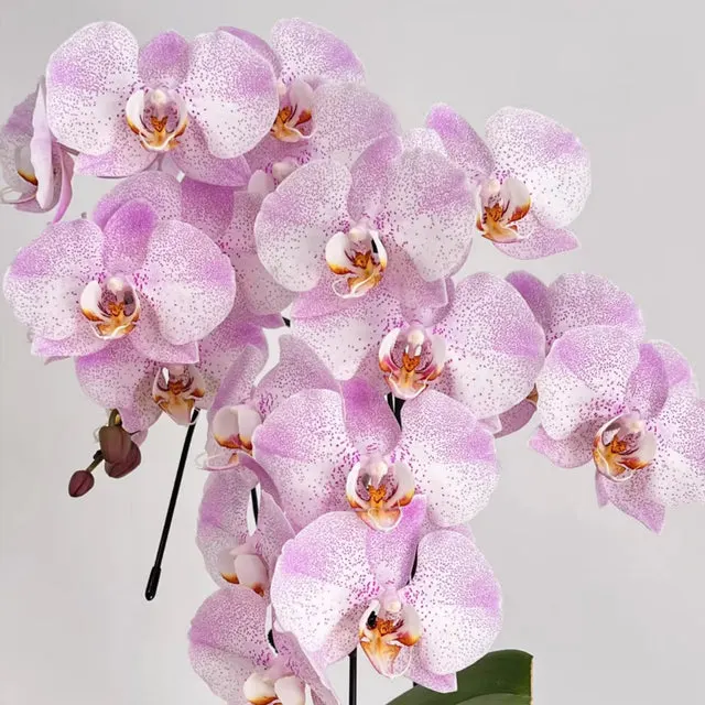Phalaenopsis Aalborg