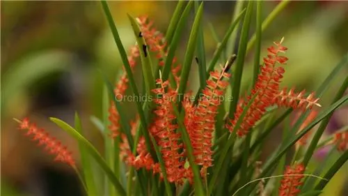 Dendrochilum wenzelii 'Pololei Scarlet'