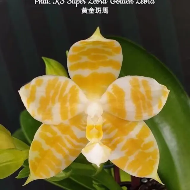 Phalaenopsis KS Super Zebra