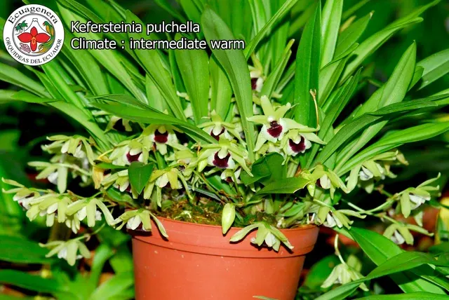 Kefersteinia pulchella (Kefersteinia)