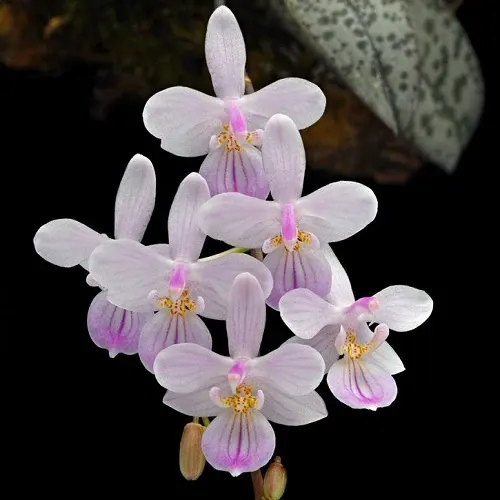 Phalaenopsis lindenii sp (Phalaenopsis)