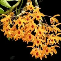 Dendrobium Chantaboon Sunrise