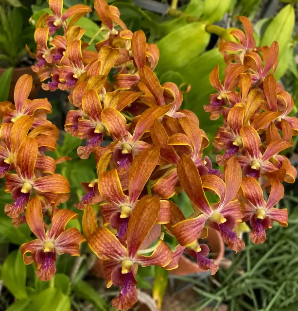 Dendrobium Brown Purple Twist 42 (Dendrobium)