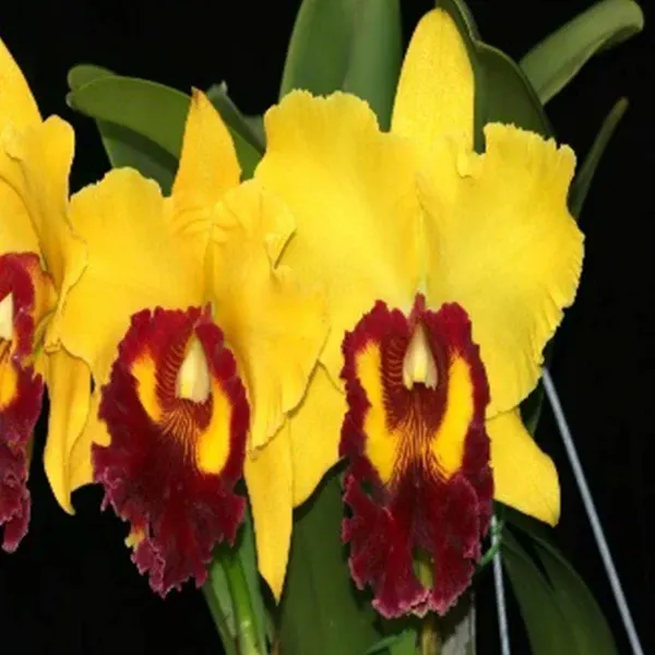 Rhyncholaeliocattleya Willite Wong