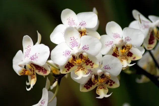 Phalaenopsis stuartiana x sib (Phalaenopsis)