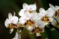 Phal. stuartiana x sib