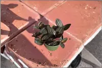 Jewel Orchid Live Plant Ludisia Discolor Starter Houseplant Red Velvet Leaves White Blooms Tropical Gift