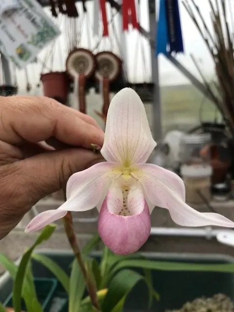Phragmipedium Sedenii (Phragmipedium)