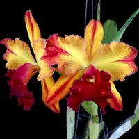 Rlc. Toshie Aoki 'Starburst' AM/AOS - parfumata