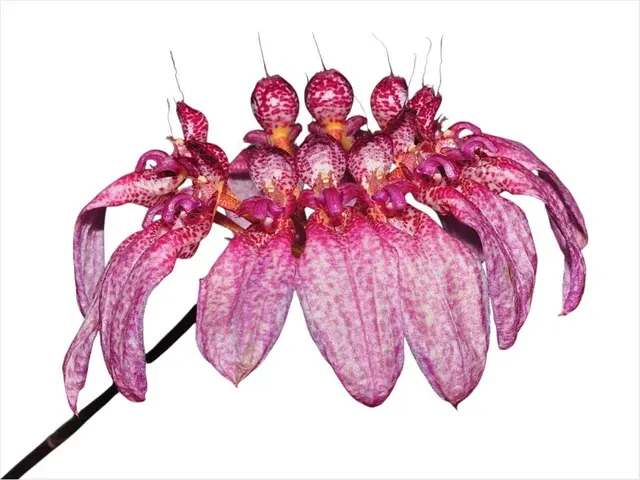 Bulbophyllum eberhardtii syn picturatum (Bulbophyllum)