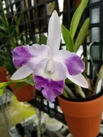 Lc. Cariad's Mini-Quinee 'Angel Kiss'