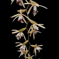 Coelogyne rochussenii (Blooming Size)