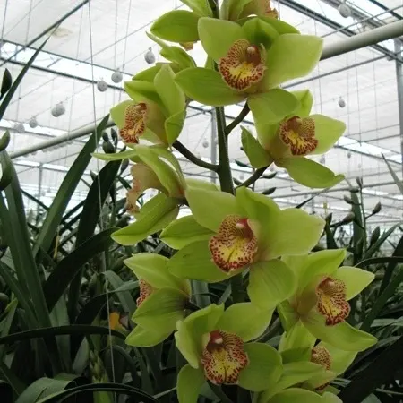 Cymbidium Honey Green 'Melissa' (Cymbidium)