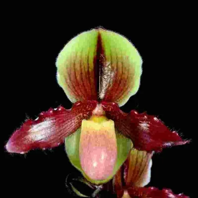 Paphiopedilum Coburn HCC-AOS 'Adorable' (Paphiopedilum)
