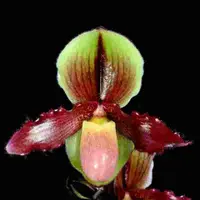 Paph. Coburn 'Adorable' HCC-AOS (Glaucophyllum X Druryi)