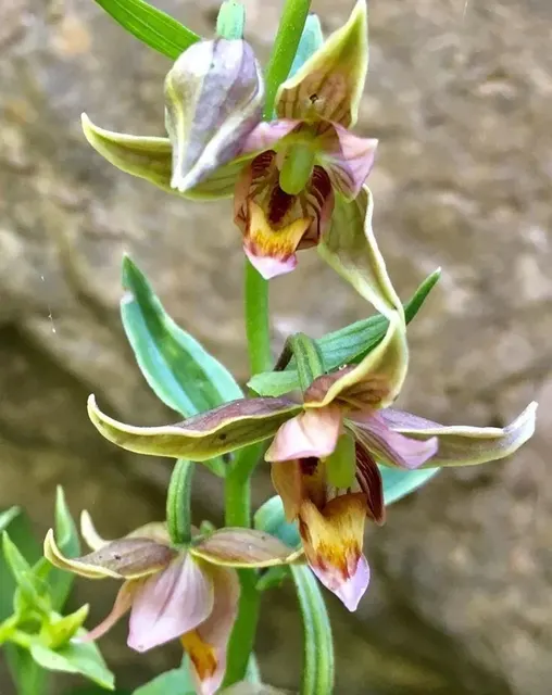 Habenaria radiata (Habenaria)